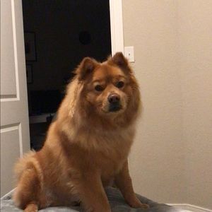 Meet your Posher, Anh